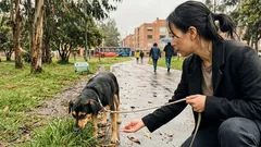 El pasto no siempre es el culpable: por qué tu perro lo come y cuándo sí preocuparte
