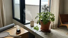 Geranio limón para ahuyentar mosquitos: dónde ponerlo y qué dicen las pruebas