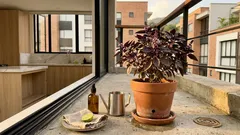 ¿La albahaca morada ahuyenta mosquitos? Qué esperar de verdad y dónde ponerla en el balcón