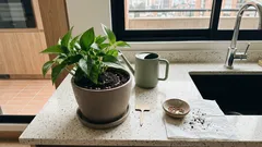 El secreto de las lentejas en la maceta: qué aportan, cómo usarlas sin olores y el mito de la abundancia