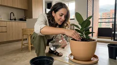 Cómo regar tus plantas de interior sin encharcar: la clave está en la matera