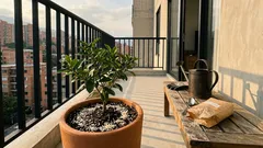 ¿Arroz crudo en la tierra del limonero? Así se usa sin quitarle nutrientes